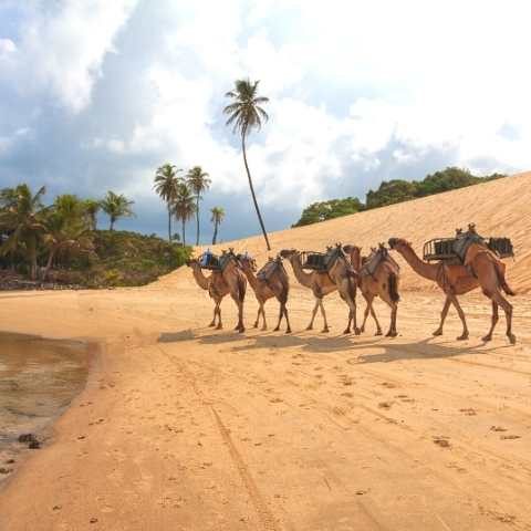 Passeio de Dromedário